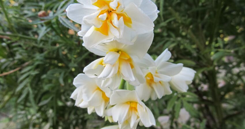 İzmir Mavi Tren ile Karaburun Nergis Tarlaları İzmir Turu (Yataklı Vagon)