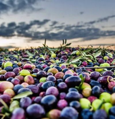 İznik Zeytin Hasadı ve Bursa Turu