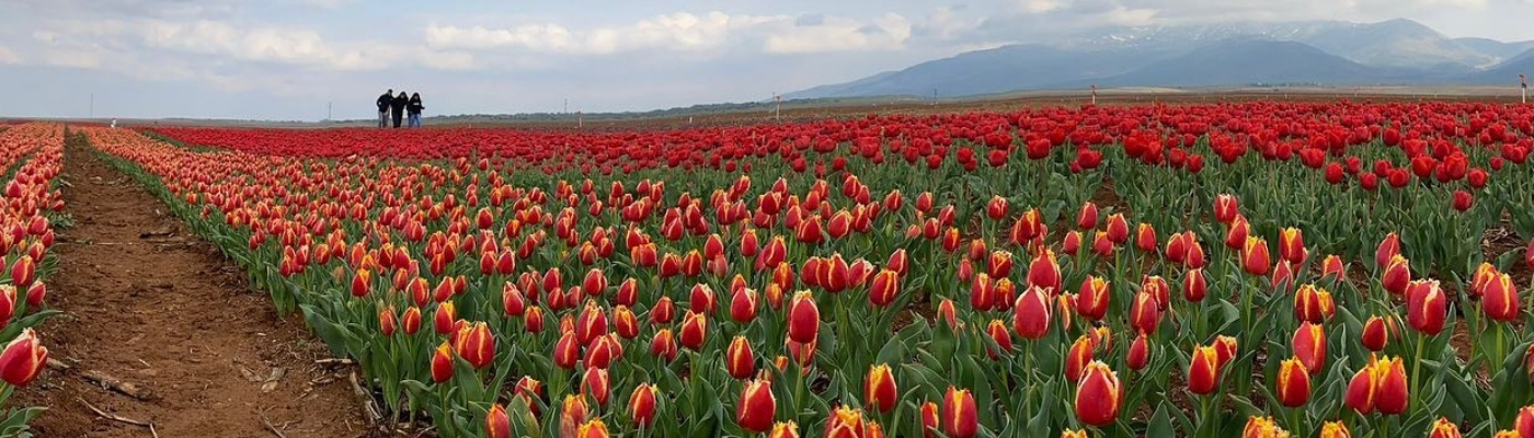 Hızlı Tren İle Lale Tarlaları Karaman Göksu Şelalesi Turu